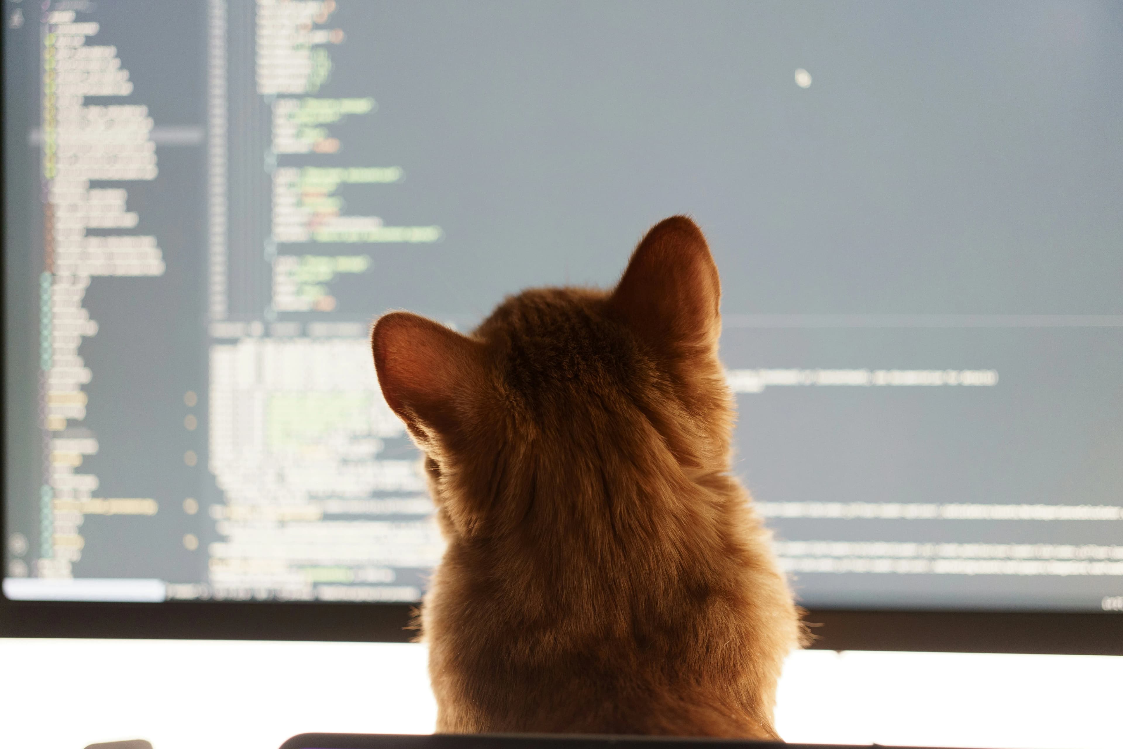 Ginger cat watching programming code on a large monitor